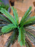 Nearly Natural Cycas Artificial Tree, Resistant (Indoor/Outdoor)