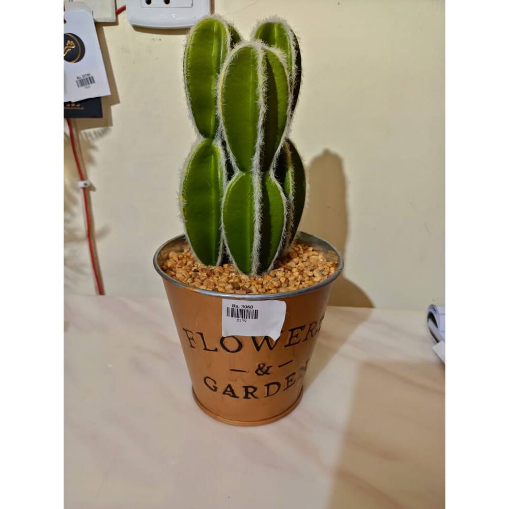 Cactus plant with a Bronze pot