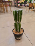 Cactus plant with black pot